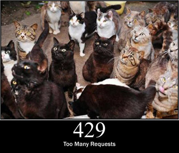 pisici-server-errors-09 - Pisici si server error