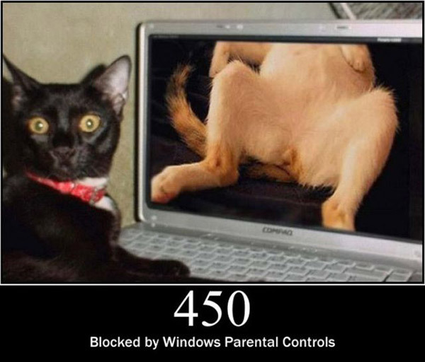 pisici-server-errors-11