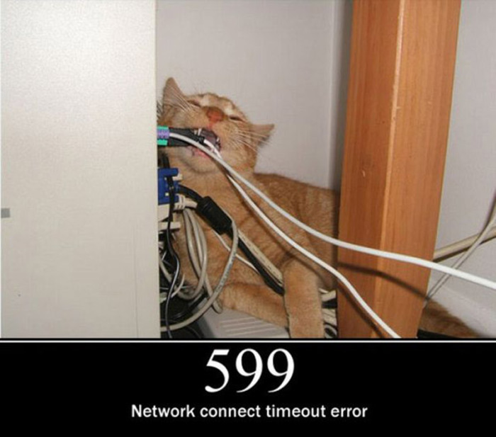 pisici-server-errors-13