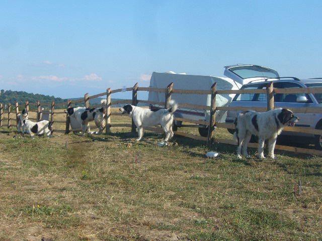 saliste 073 - i-CAINI ROMANESTI SI OI LA SALISTE-SIBIU-2011