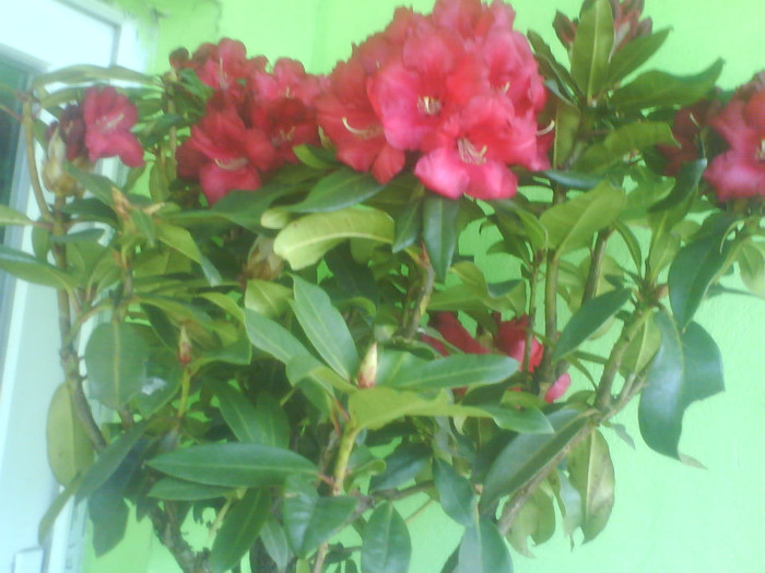 4 - rododendroni de vanzare