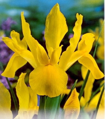 Iris Royal Yellow 0.8 lei