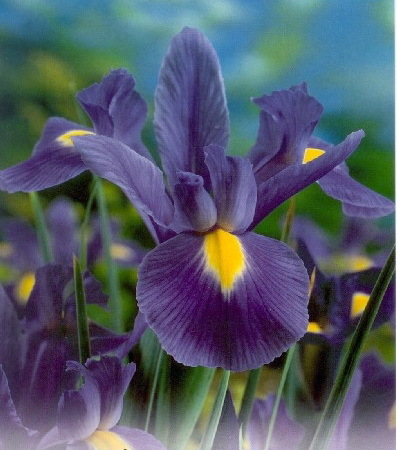 Iris Blue Magic 0.8 lei - irisi