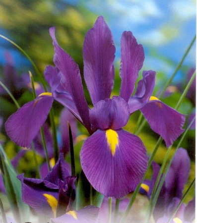 Iris Purple Sensation 0.8 lei - irisi