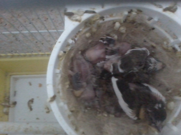 pui 14 zile; pui 14 zile
