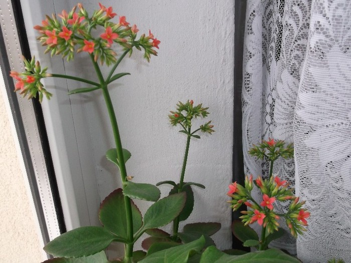 Am o culoare........ - FLORI DIVERSE