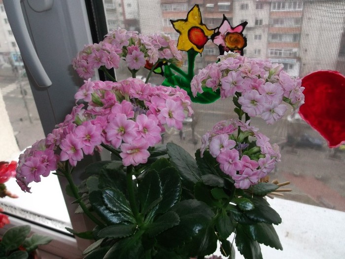 .........ba a mea  !!!!!! - FLORI DIVERSE