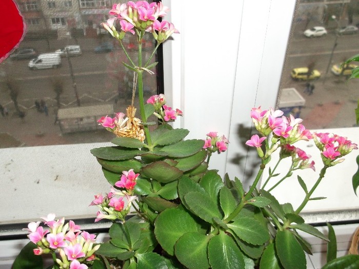 Fetelor, dar de a mea ce ziceti????? - FLORI DIVERSE