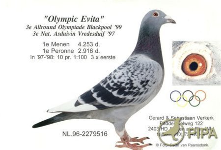Olympic Evita - Porumbei de reproductie