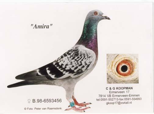 Amira - Porumbei de reproductie