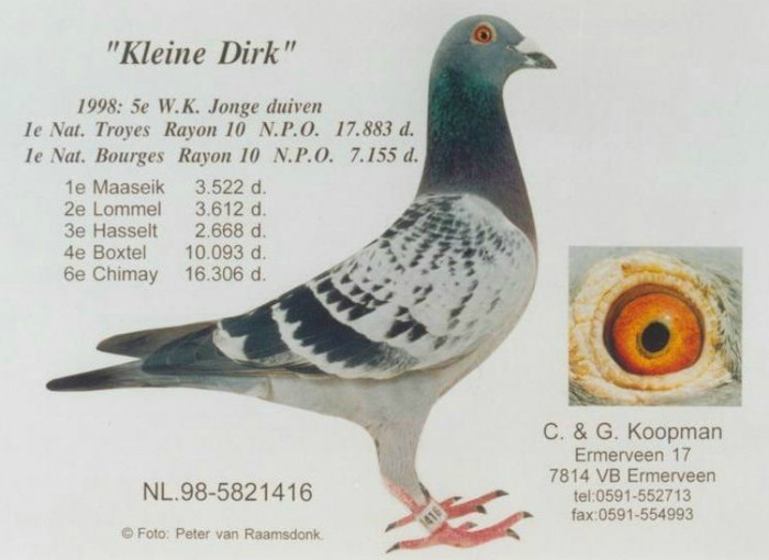 Kleine Dirk - Porumbei de reproductie