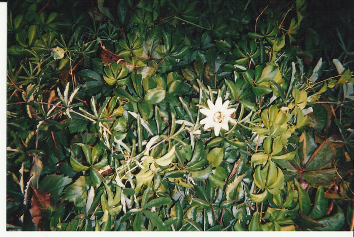 amintiri...sept 2006 003; floarea pasiunii-in natura...
