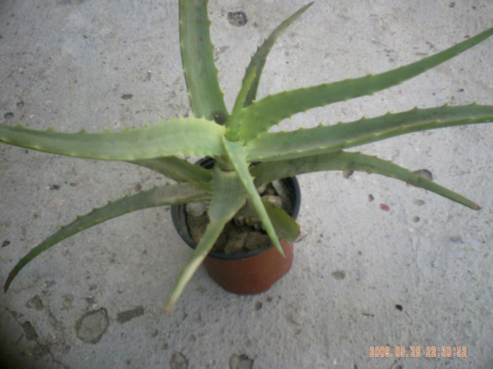  - aloe vera