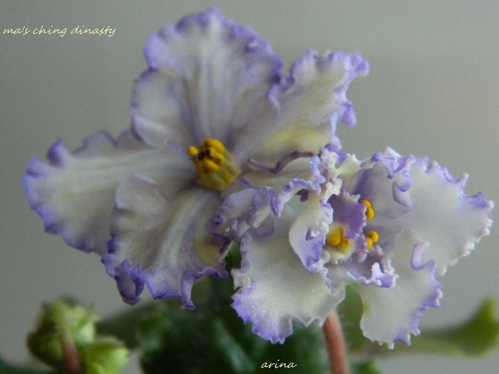 DSCN6033 - 0 Violete africane -saintpaulia ianuarie 2012