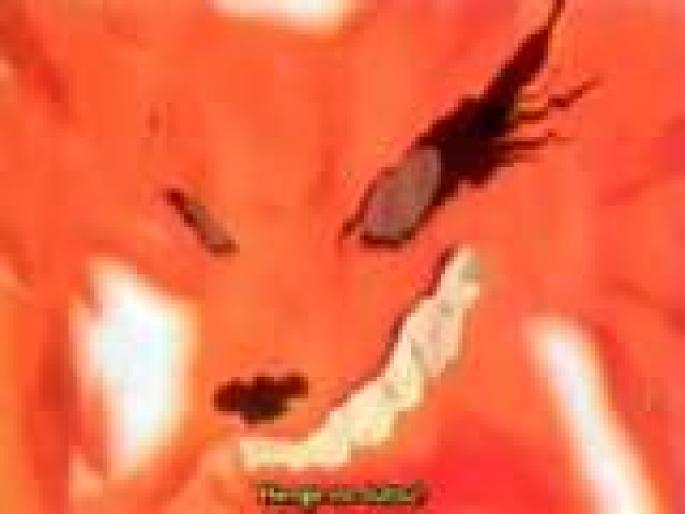 LQKBGWJGUKERFOTCNTA - Idolul meu anime