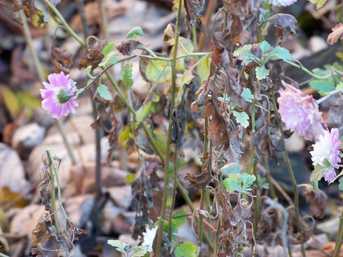 100_3196 - Iarna 2011  2012