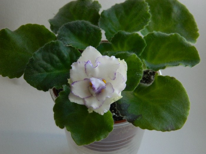 DSCN6028 - 0 Violete africane -saintpaulia ianuarie 2012