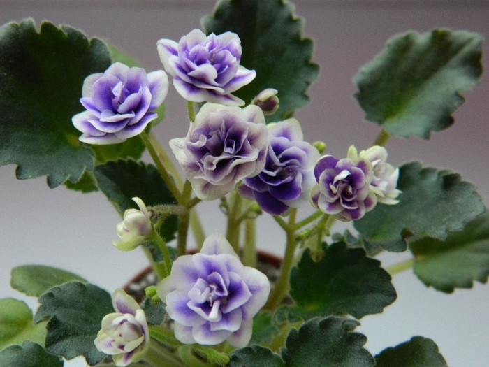 OPIMARA LITTLE MOONSTONE - 0 Violete africane -saintpaulia ianuarie 2012