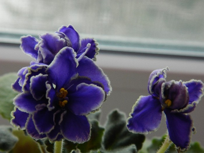BEWITCHING BLUE - 0 Violete africane -saintpaulia ianuarie 2012