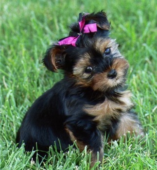 yorkshireterrier_bella