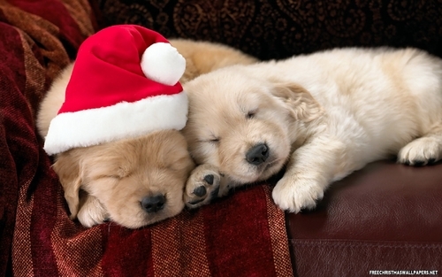 cute-christmas-puppies-539037_large - animale
