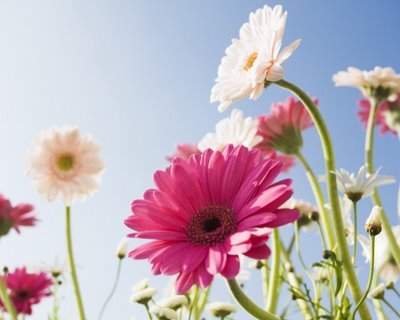 desktop-wallpapere0011 - diverse