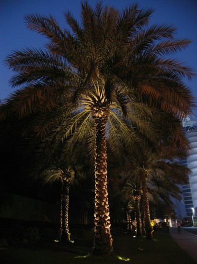 imgid53 - Dubai-unul din cele mai luxoase mai exlusiviste si mai frumoase orase