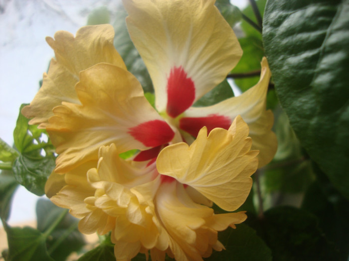 El capitolio - HIBISCUS