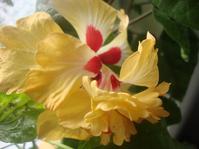 El capitolio - HIBISCUS