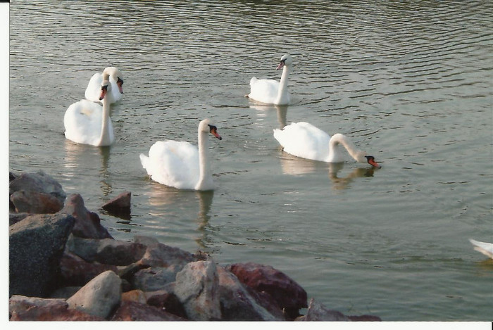 ungaria,balaton-la bai...; lebede pe lac...
