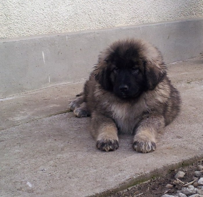 David de Mindilica 3 luni - Pui din Sorana de Mindilica si Corbu de Centea