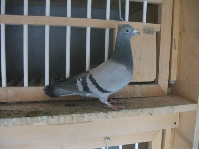 7 Crescator DIN CRISTIAN - VINZARE CUMPARARE