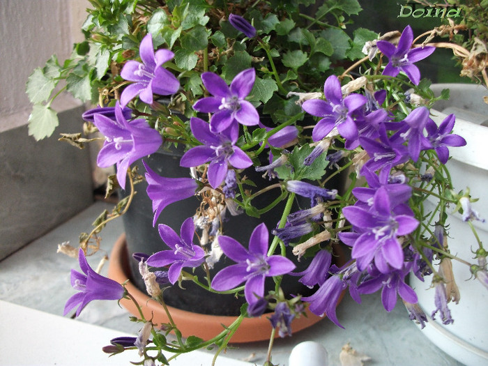 Campanula - Campanula