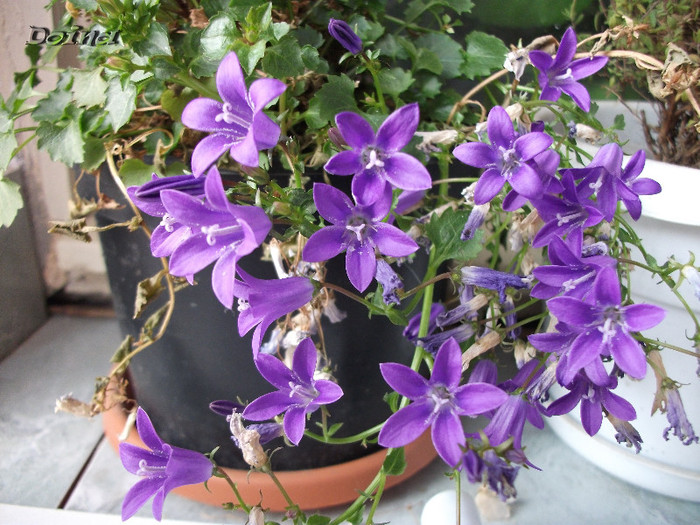 Campanula - Campanula