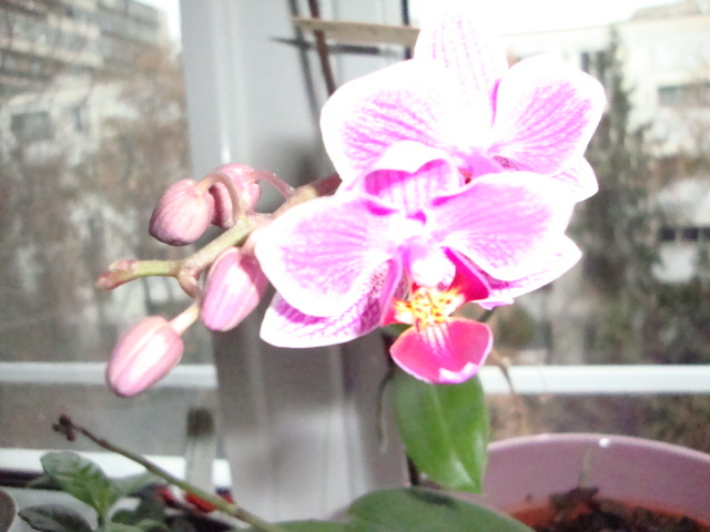 DSC00539; orhideea mea,,inflorita--2011,,12
