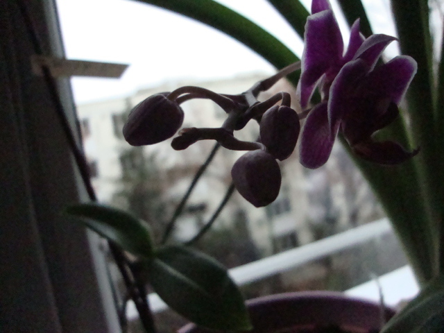 DSC00542; boboc--orhidee-dec-2011
