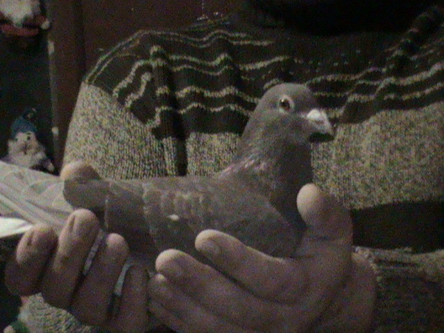 DSC00166; originala Festila Ioan
