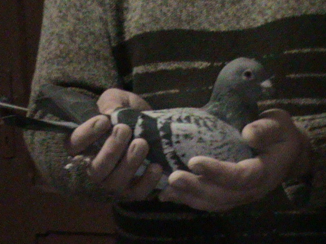 DSC00170; originala Festila Ioan
