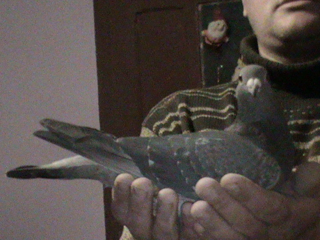 DSC00174; originala Festila Ioan
