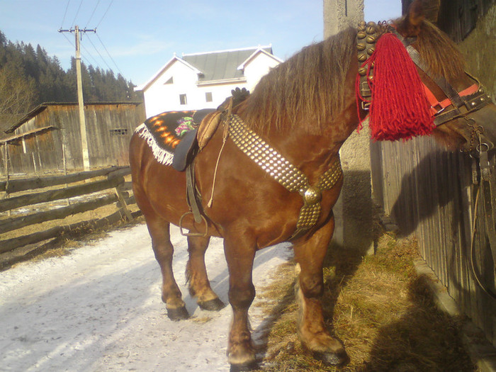 stela aroape 4 ani - IAPA 3 ANI JUMATE 700 kg CANTARITA