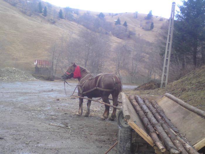 DSC02009 - IAPA 3 ANI JUMATE 700 kg CANTARITA