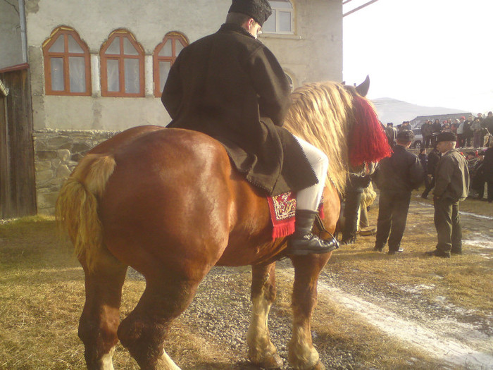 DSC02073 - ARMASAR  860 KG CANTARIT vandut