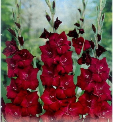 Black Surprise 1 leu - gladiole