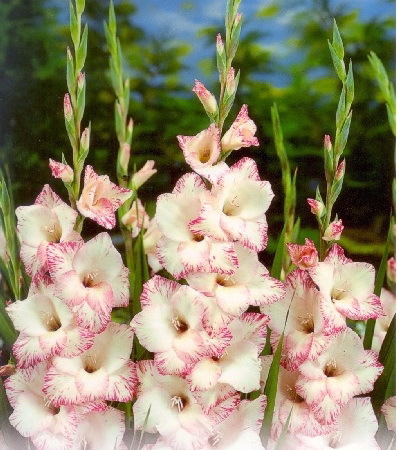 My Love 1 leu - gladiole