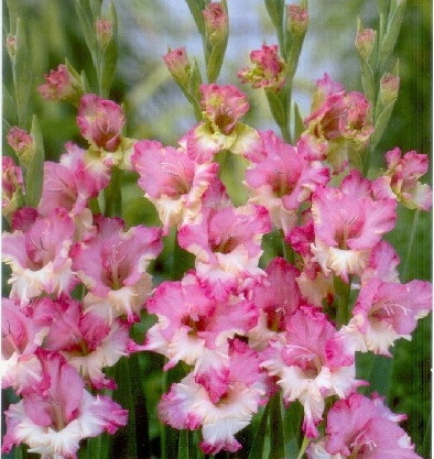 Maggie 1 leu - gladiole