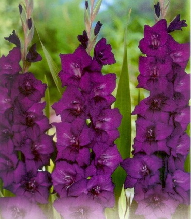 Purple Flora 1 leu - gladiole