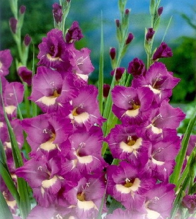 Windsong 1 leu - gladiole