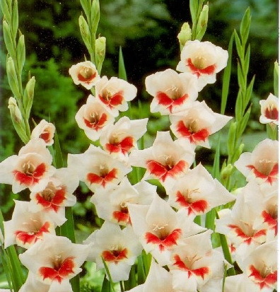 Shocking 1 leu - gladiole