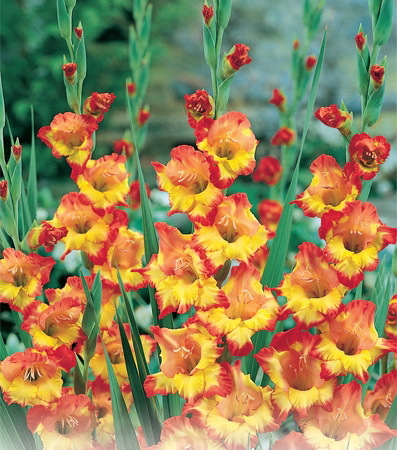 Princess Marg. Rose 1 leu - gladiole