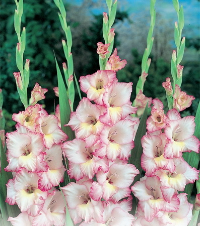 Priscilla 1 leu - gladiole